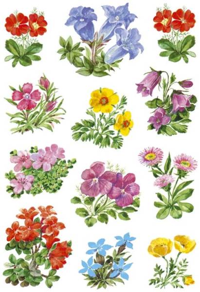3582 Sticker DECOR Gebirgsblumen
