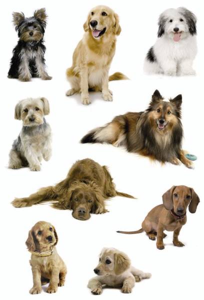 HERMA Schmucketikett Hundefotos 27 Stück 3432